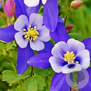 Aquilegia 'Blue Star' GM P9
