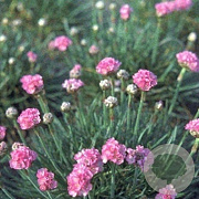 Armeria mar. 'Splendens' GM P9