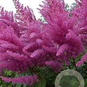Astilbe (A) 'Gloria Purpurea' GM P9