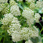 Asclepias inc. 'Ice Ballet' GM P9