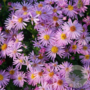Aster (D) 'Rozika' GM P9
