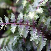 Athyrium niponicum 'Ursula's Red' GM P9