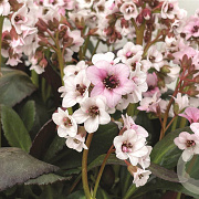 Bergenia 'Angel Kiss' GM P9