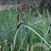 Carex acuta GM P9