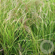 Calamagrostis arundinacea GM P9