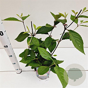 Callicarpa bod. 'Profusion' 30-40 cm 2,5L