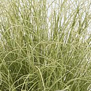 Carex comans 'Amazon Mist' GM P9