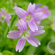 Claytonia sibirica GM P9
