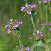 Clinopodium vulgare GM P9