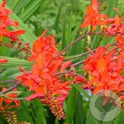 Crocosmia 'Lucifer' GM P9