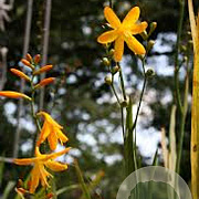 Crocosmia 'Norwich Canary' GM P9