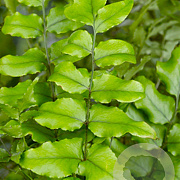 Cyrtomium fortunei GM P9