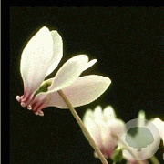Cyclamen hederif. 'Album' GM P9
