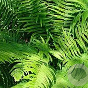 Dryopteris cycadina GM P9