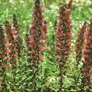 Echium amoenum 'Red Feathers' GM P9