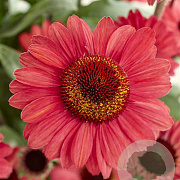 Echinacea Sunseekers Red GM P9