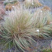 Eragrostis trichodes GM P9