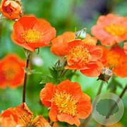Geum coccineum 'Tosai' GM P9
