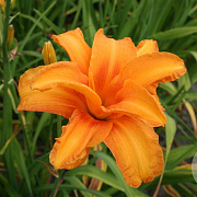 Hemerocallis 'Bandolero' GM P9