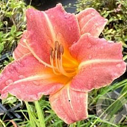 Hemerocallis 'Children's Festival' GM P9