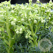 Helleborus f. 'Wilgenbroek' GM P9