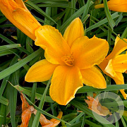 Hemerocallis 'Golden Prize' GM P9