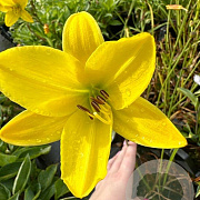 Hemerocallis 'Lemon Bells' GM P9