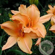 Hemerocallis 'Ruffled Apricot' GM P9
