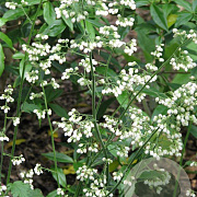 Heuchera sang. 'White Cloud' GM P9