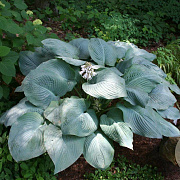 Hosta 'Blue Mammoth' GM P9