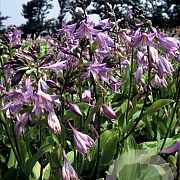 Hosta clausa normalis GM P9
