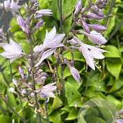 Hosta 'Red Cadet' GM P9