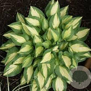 Hosta 'Xanadu' GM P9