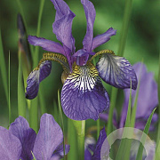 Iris sib. 'Blue King' GM P9