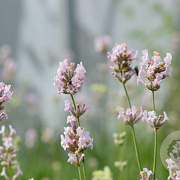 Lavandula ang. 'Loddon Pink' GM P9