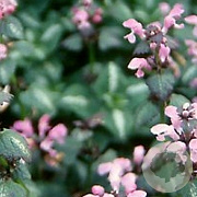 Lamium mac. 'Chequers' GM P9