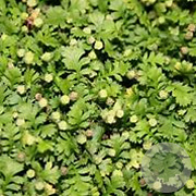 Leptinella squalida 'Minima' GM P9