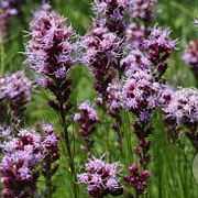 Liatris pycnostachya GM P9