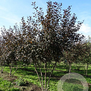 Malus toringo 'Scarlett' 150-175 cm draadkluit meerstammig 80-100 breed