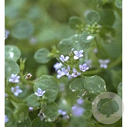 Mentha requienii GM P9