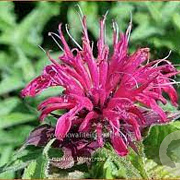 Monarda Balmy Rose GM P9