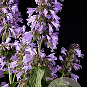 Nepeta Mr Blue Sky GM P9