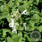 Nepeta racemosa 'Snowflake' GM P9