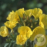 Oenothera fruticosa glauca GM P9