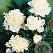 Paeonia (LD) 'Duchesse de Nemours' GM P9