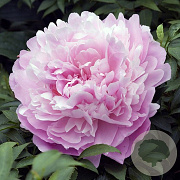 Paeonia (LD) 'Sarah Bernhardt' GM P9