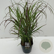 Panicum virgatum 'Sangria' 25-30 cm 5,0L vierkant