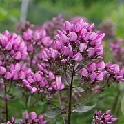 Phlox (P) 'Butonik' GM P9