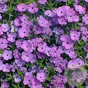 Phlox kelseyi 'Rosette' GM P9