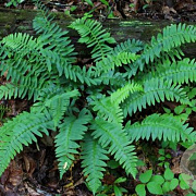 Polystichum acrostichoides GM P9